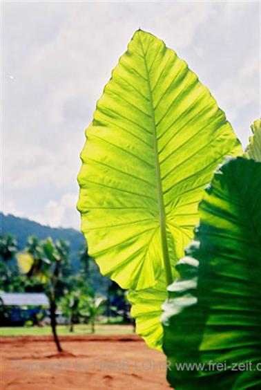 21 Thailand 2002 F1000036 Khao Lak Bananenblatt_478